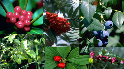 Fruit of the Spirit